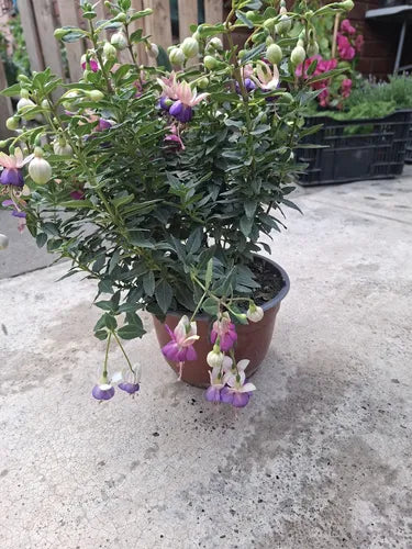 Fucsia / Chilco / Bailarina Planta Colgante