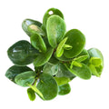 Peperomia Verde Planta De Interior