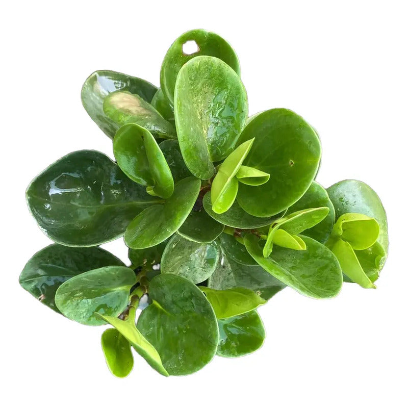 Peperomia Verde Planta De Interior