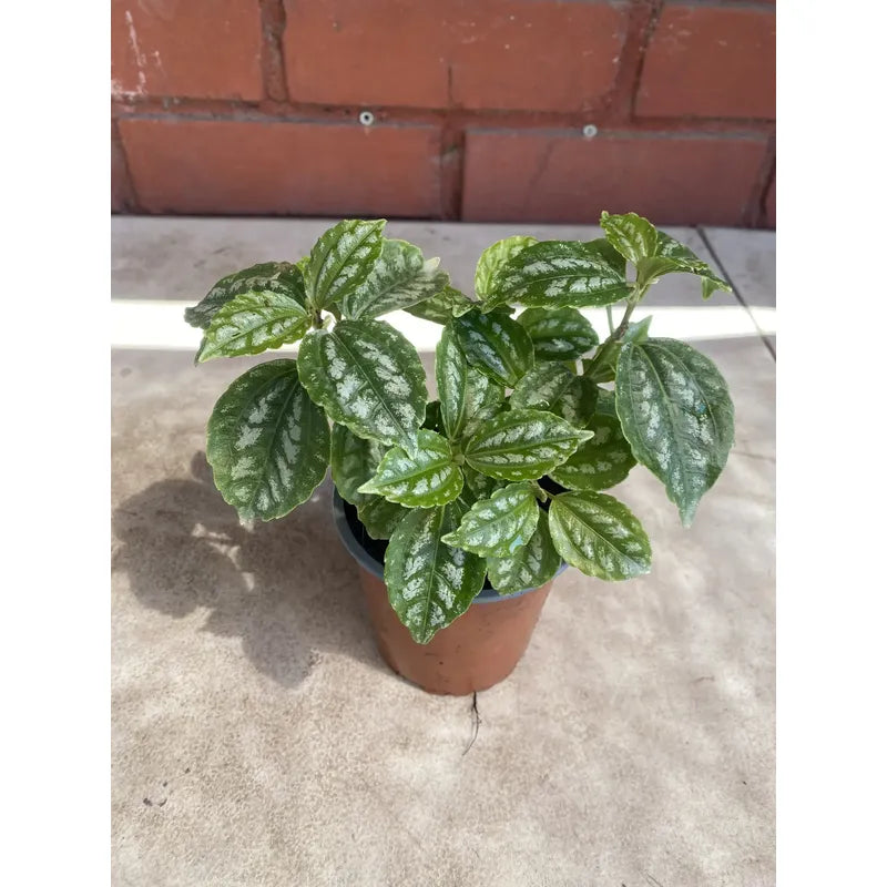 Pilea Planta Interior Ornamental