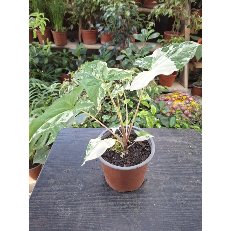 Singonio Variegado Planta Trepadora