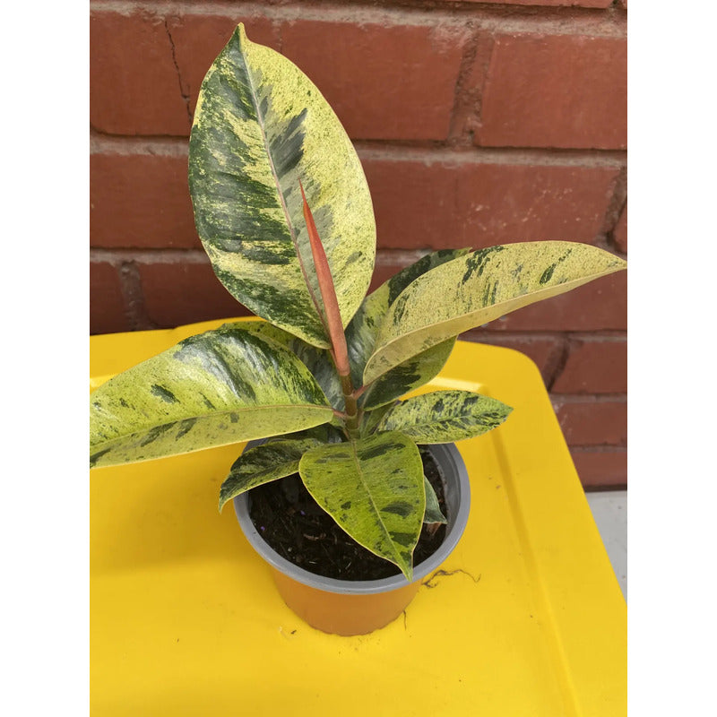 Gomero Variegado / Ficus Elástica Shivereana Pequeño