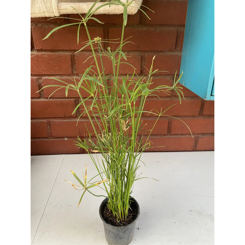 Papiro Enano Planta Ornamental