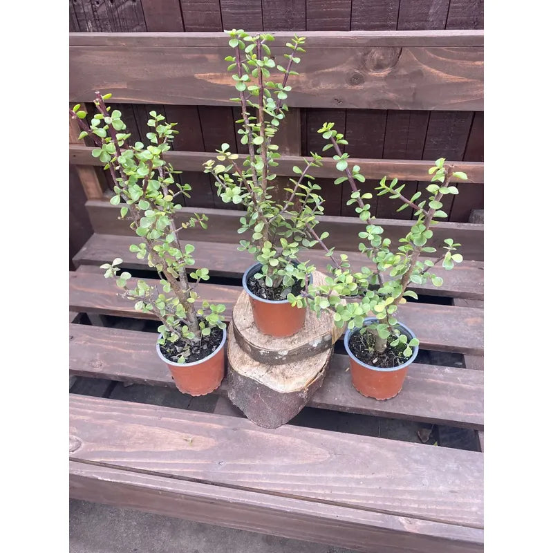 Portulacaria Árbol Del Dinero