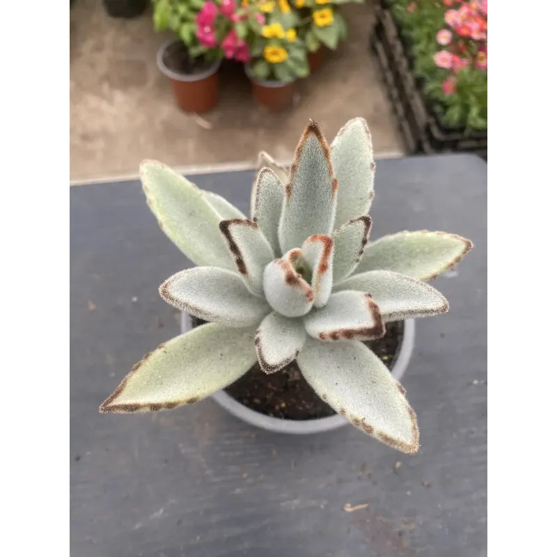 Kalanchoe Tomentosa 10 cm — Orejas de Conejo Suculenta
