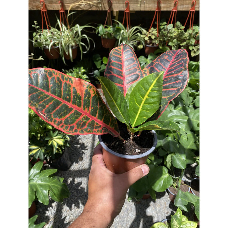 Planta Croton 20 Cm, Ideal Para Interiores Y Decoración