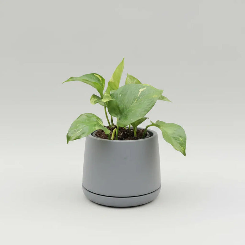Scindapsus Potus Golden Planta Interior Purificadora Macetero Gris