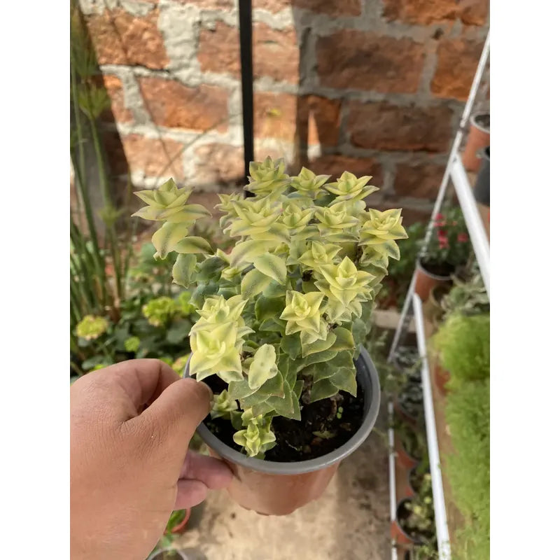 Crasula Perforata Variegada Suculenta Agua