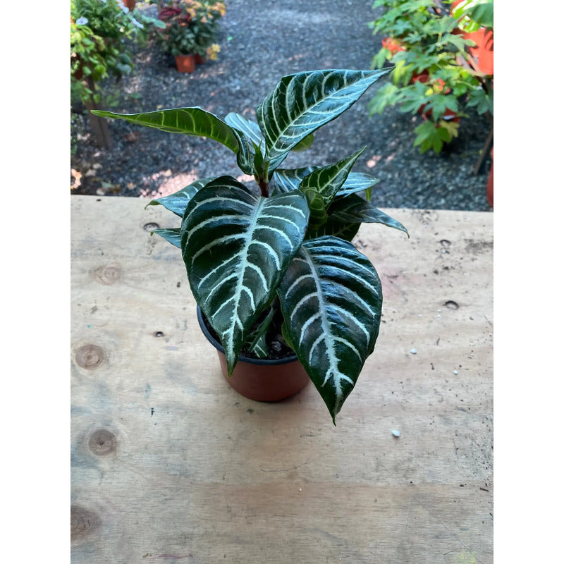 Aphelandra/afelandra Planta Exótica