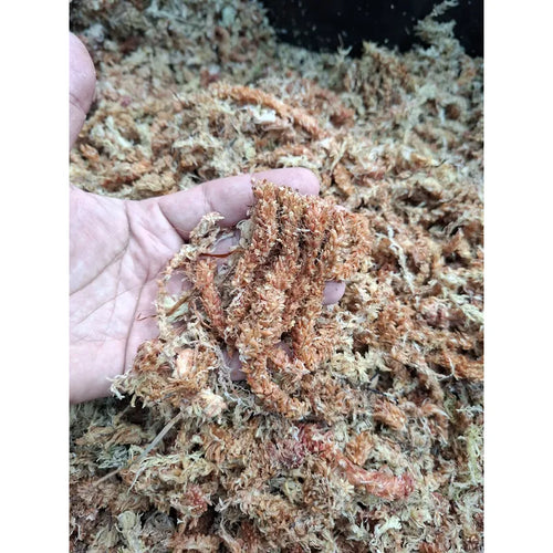Bloque Musgo Sphagnum Rinde 12litros