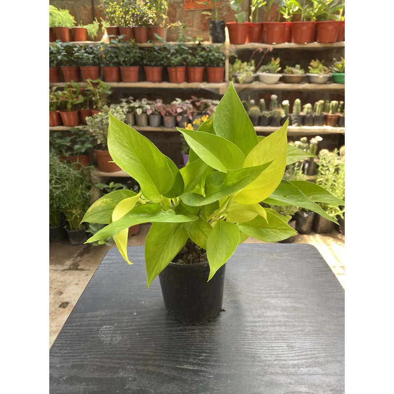 Scindapsus Lemon/neon Potus/pothus Planta Trepadora