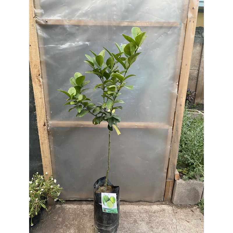 Árbol Frutal Limon De Pica