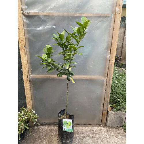 Árbol Frutal Limon De Pica