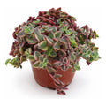 Crasula Pellucida Suculenta Colgante Variegada