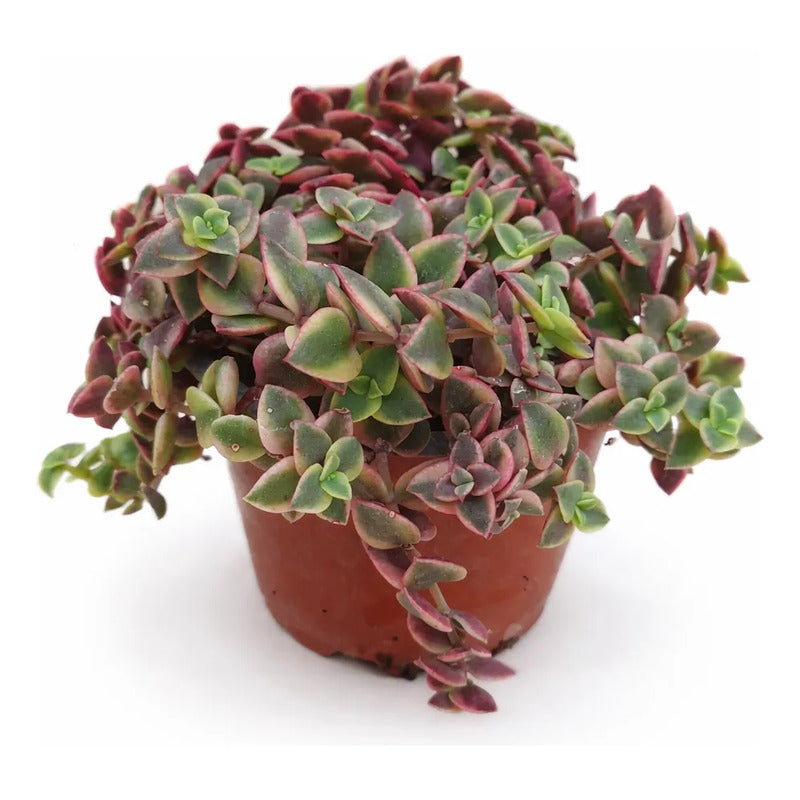 Crasula Pellucida Suculenta Colgante Variegada