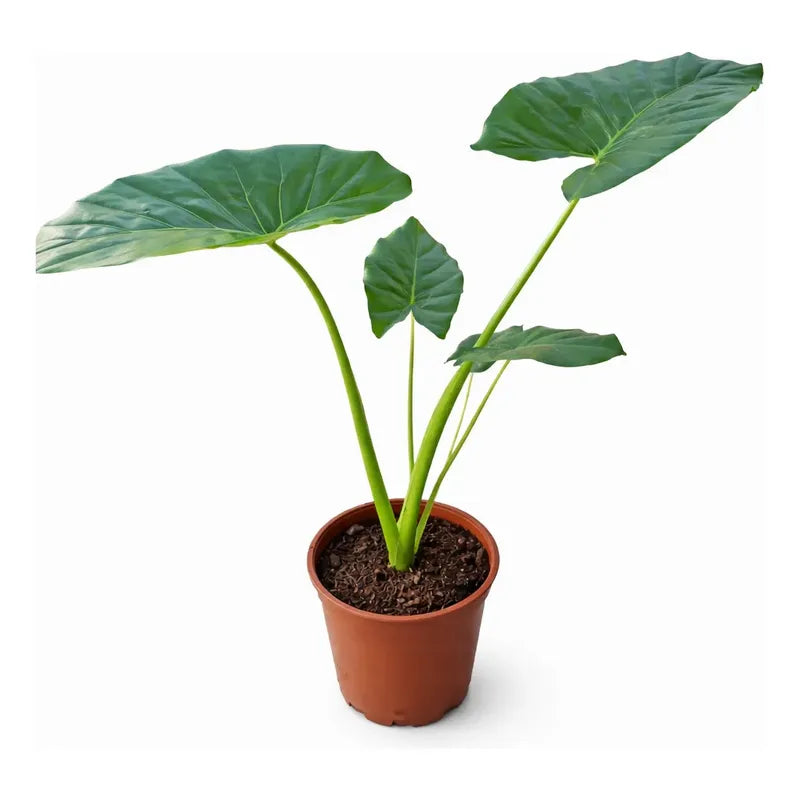 Alocasia Manto De Eva Grande