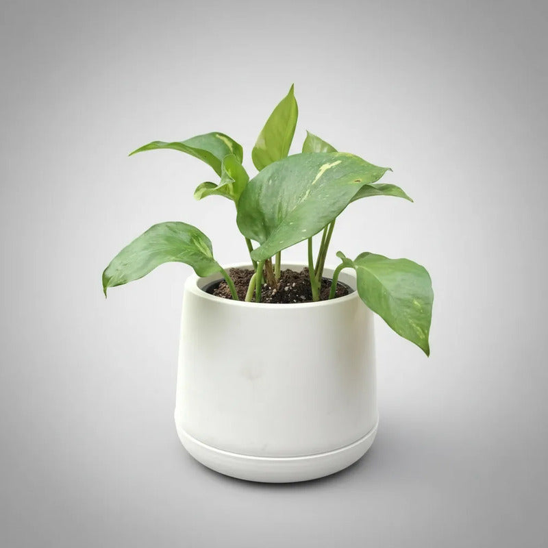 Scindapsus Potus Golden Planta Interior Purificadora Macetero Blanco