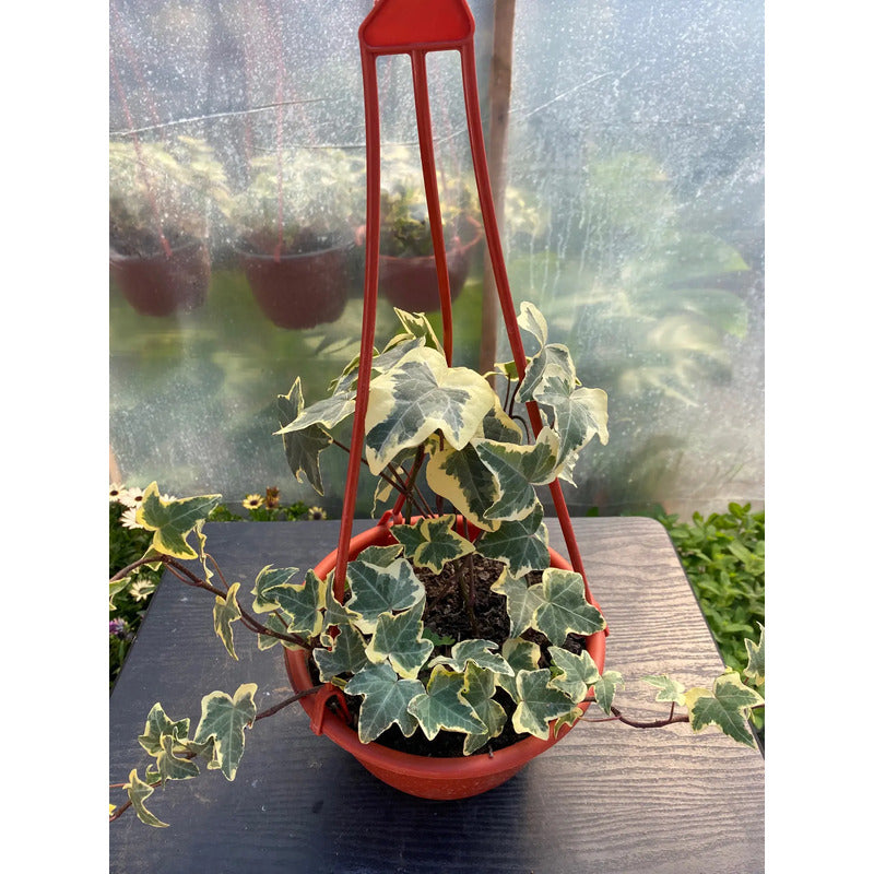 Hiedra Variegada Planta Trepadora