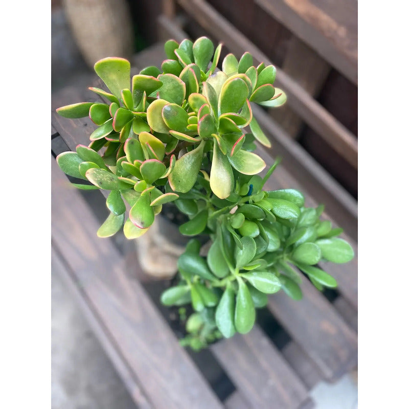 Arbol De Jade Grande / Arbol De La Abundancia
