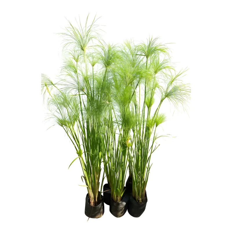 Papiro Egipcio Grande Planta Acuática