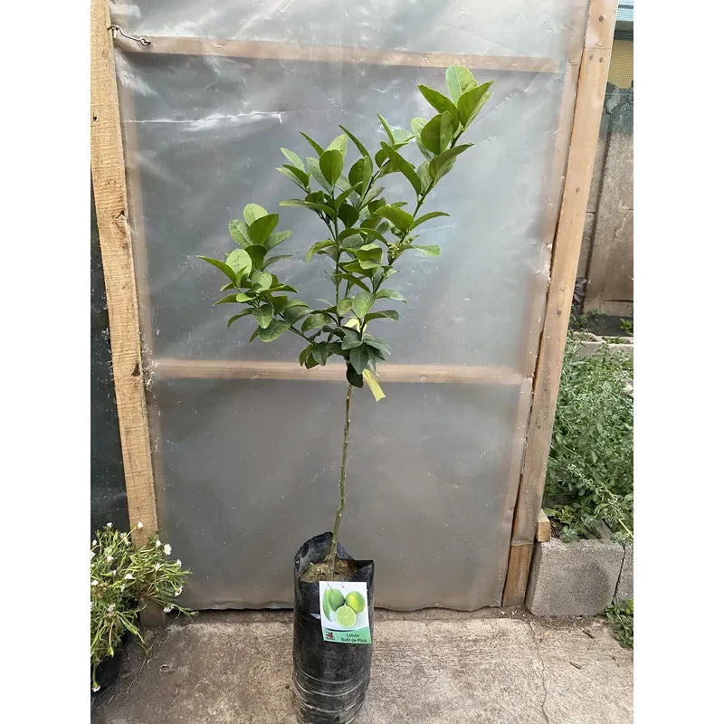 Árbol Frutal Limon De Pica