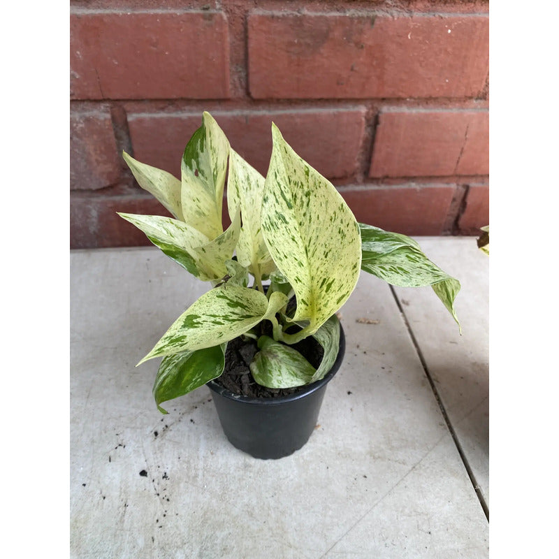 Potus Marble Queen Planta Trepadora/colgante