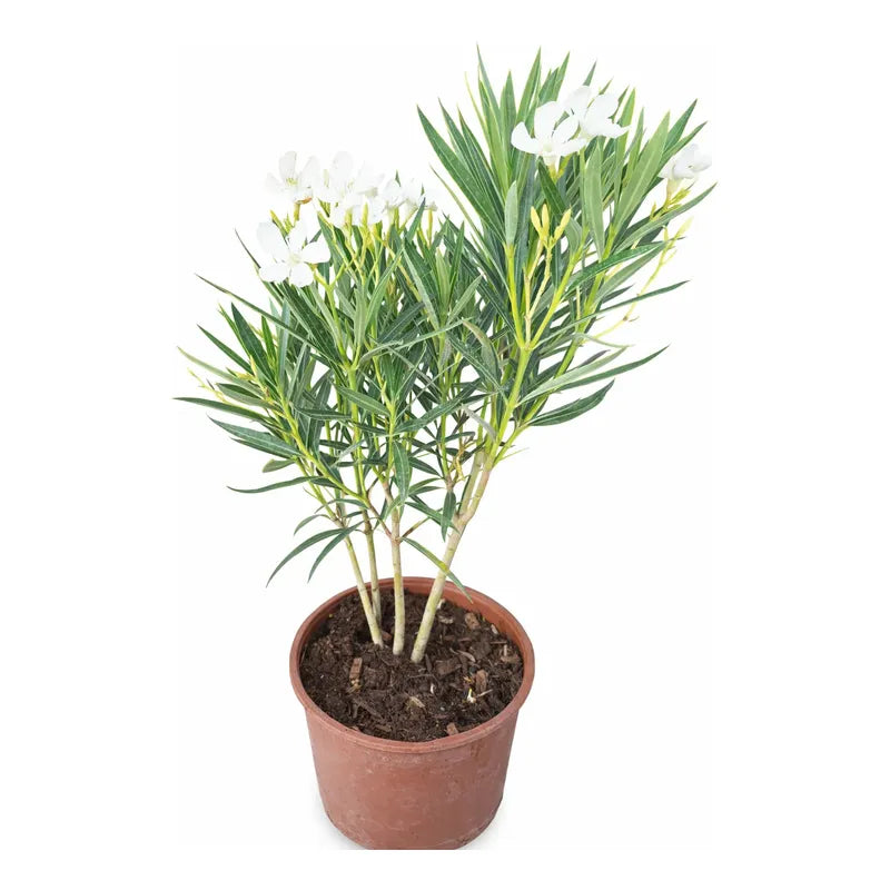 Laurel Enano Con Flor Blanco