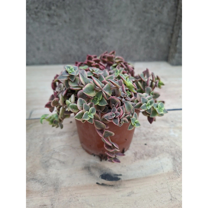 Crasula Pellucida Suculenta Colgante Variegada