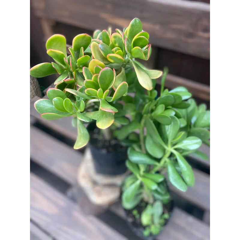 Arbol De Jade Grande / Arbol De La Abundancia