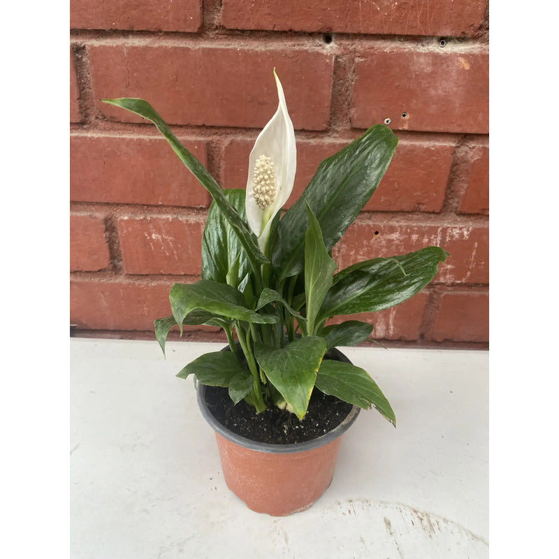 Cuna De Moises Spatifilum/spathyphillum Grande Con Flor 70cm Blanco