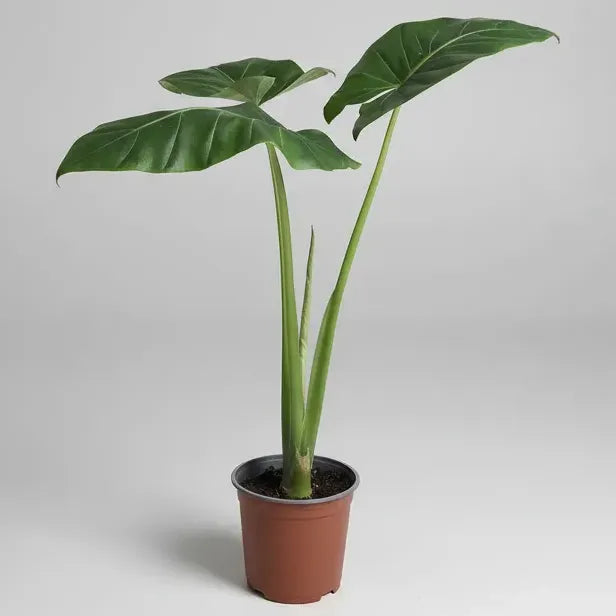 Alocasia Manto De Eva 40cm