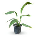 Aspidistra Planta Interior