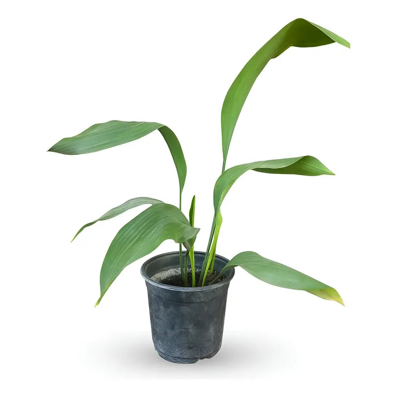 Aspidistra Planta Interior