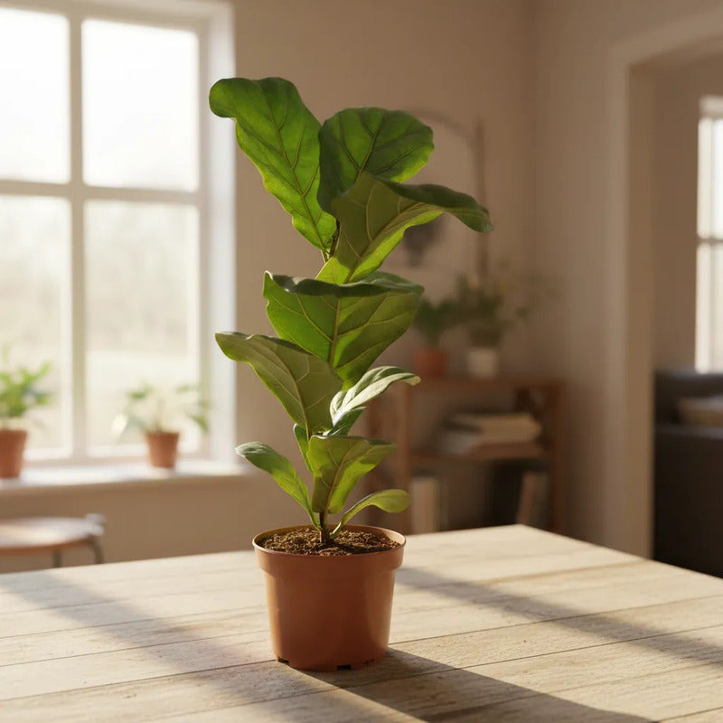 Ficus Lyrata/ Gomero Pera 70cm Planta Interior Ornamental