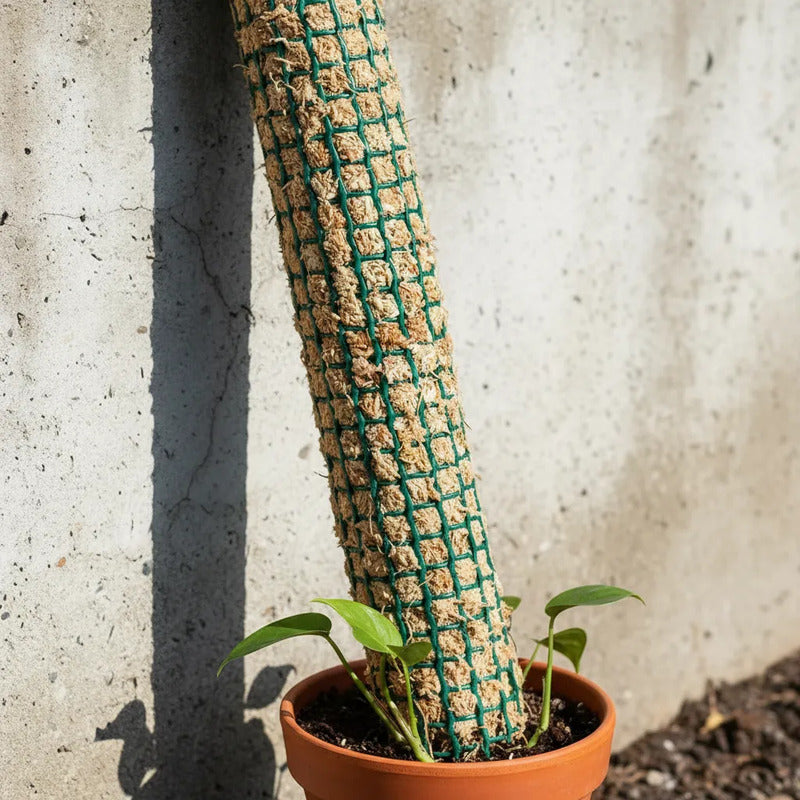 Tutor Musgo Sphagnum 70cm Con Estaca