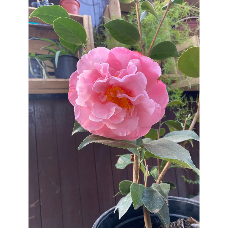 Camelia Grande Planta De Floracion Invernal