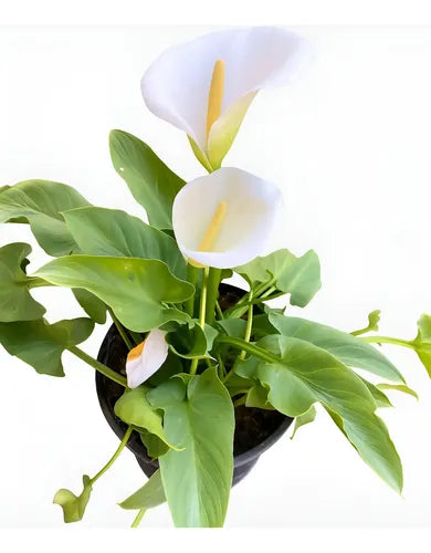 Cala Blanca Ornamental 40 Cm