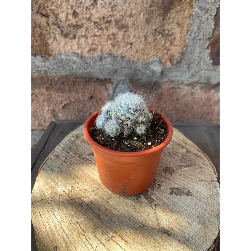 Set De 3 Suculentas Grandes De Colección Diferentes Especies