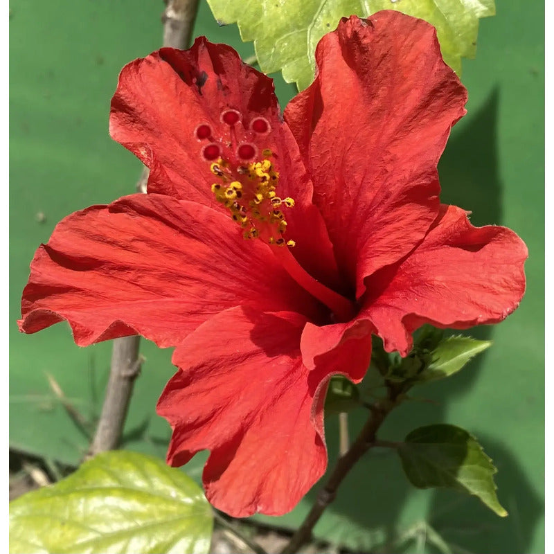 Hibisco Flor De Jamaica Árbol Ornamental