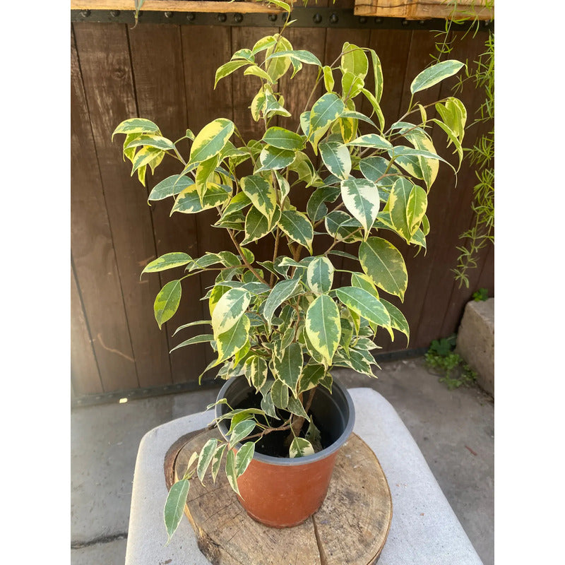 Ficus Mini Variegado Twilly