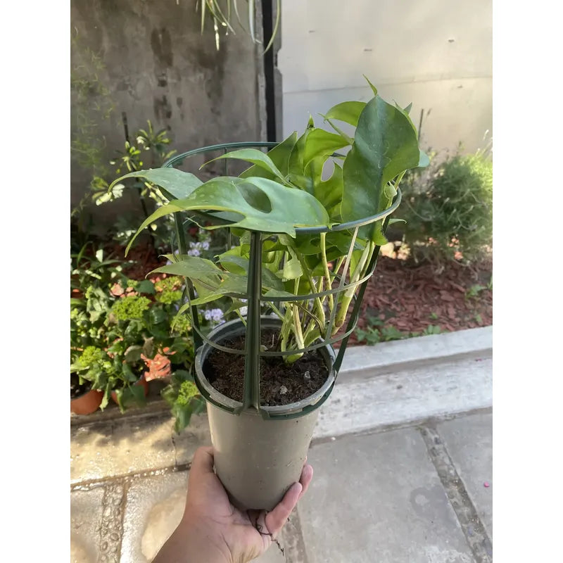 Rhaphidophora Tetrasperma Planta Trepadora/ Monstera Mini