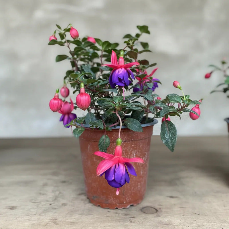 Planta Chilco /fucsia/bailarina/no Envío A Regiones Violeta