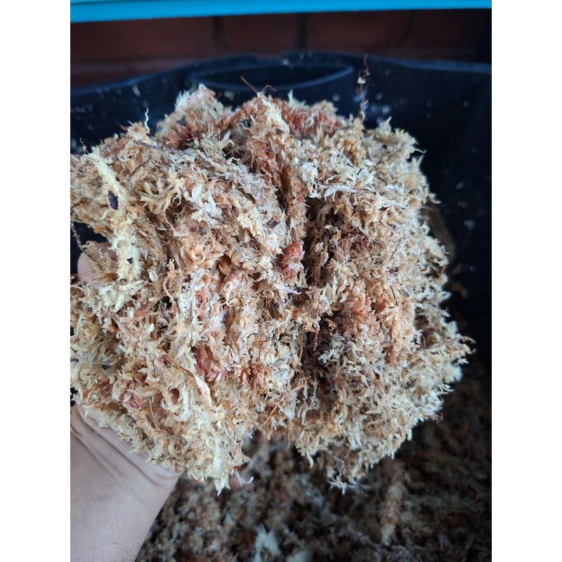Musgo Sphagnum Certificado 3lts Orquídeas Tutores Kokedamas