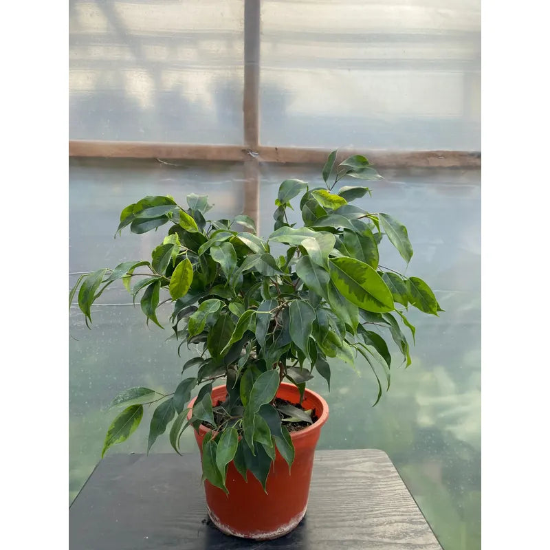 Ficus Benjamina Anastasia