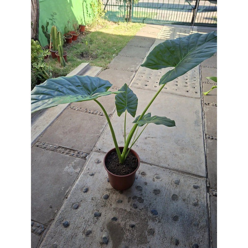 Alocasia Manto De Eva Grande