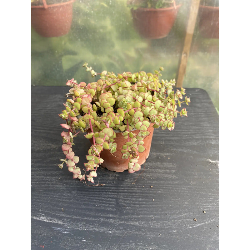 Crasula Pellucida Suculenta