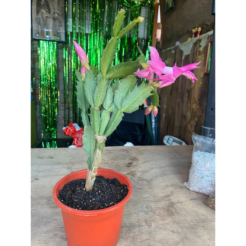 Cactus De Navidad/ Patita De Jaiba/no Envío A Regiones