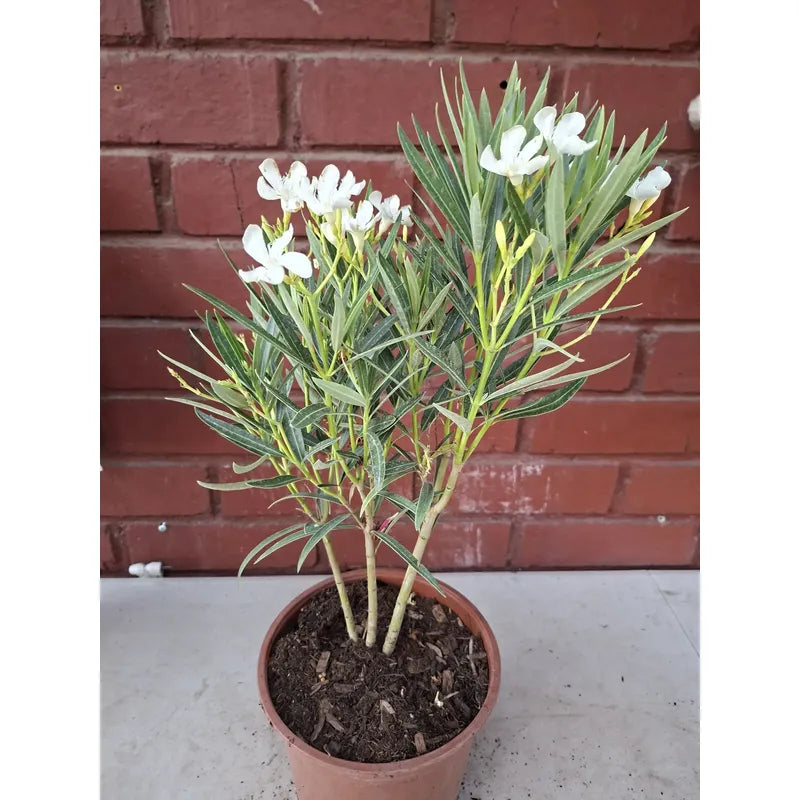 Laurel Enano Con Flor Blanco