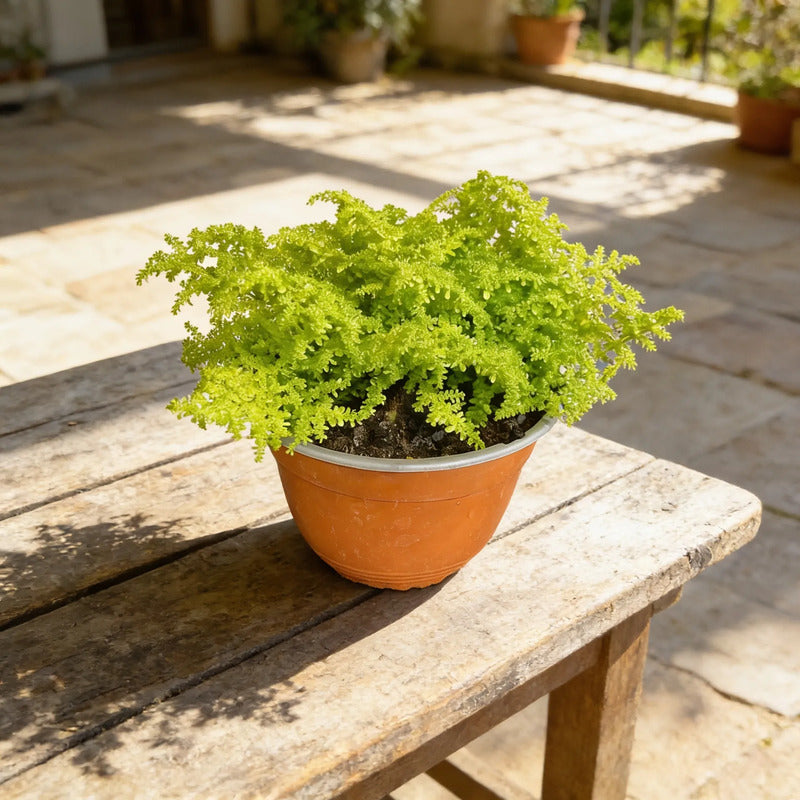 Helecho Arroz Planta Ornamental