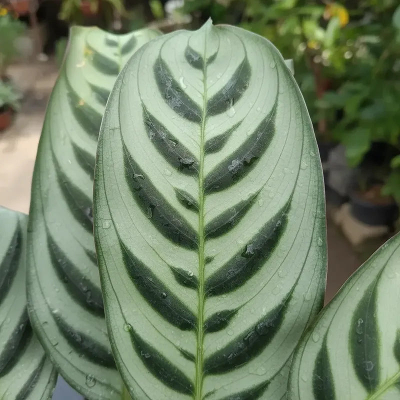 Maranta Burle-marxi Planta Interior